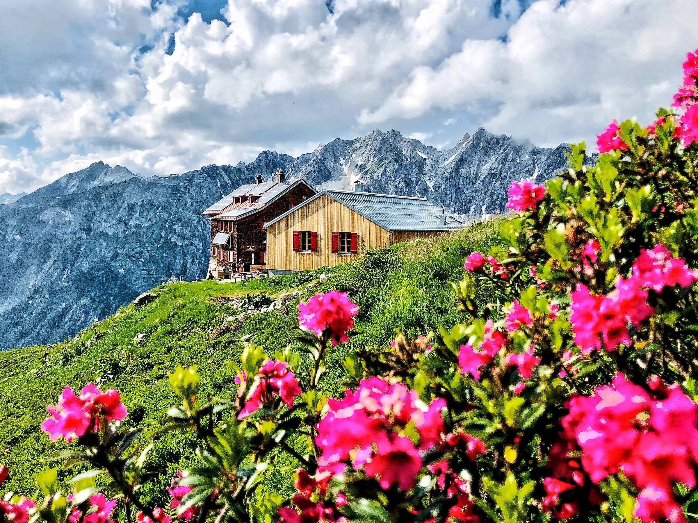 Alpenrosen vor Berghütten und Gipfeln im Sommer