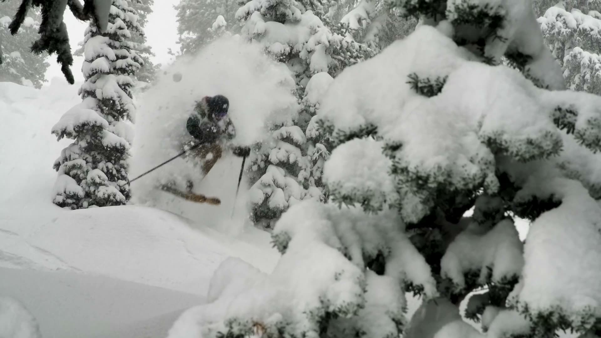 Skiër in diepe poedersneeuw tussen besneeuwde bomen