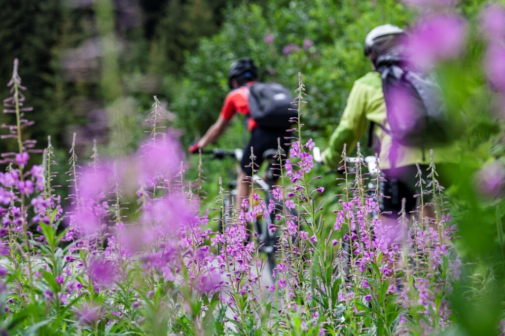 Two mountain bikers cycling through vibrant wildflowers on a summer trail in the Nenzigast Valley near Stuben am Arlberg, Austria – framed by purple alpine blossoms and lush greenery